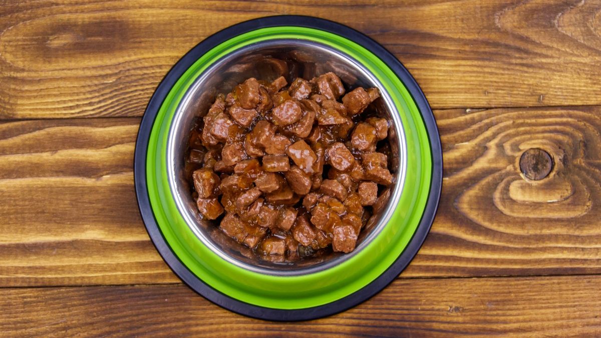 Is wet food bad for cats? A vet’s view PetsRadar