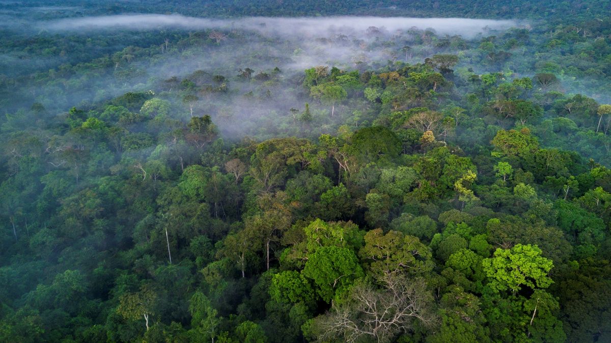 Aerial photograph of the Amazon rainforest in Brazil. It is the largest rainforest in the world.