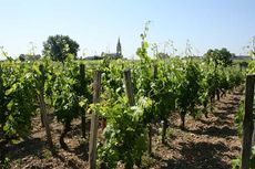 L'Eglise Clinet vines, Bordeaux