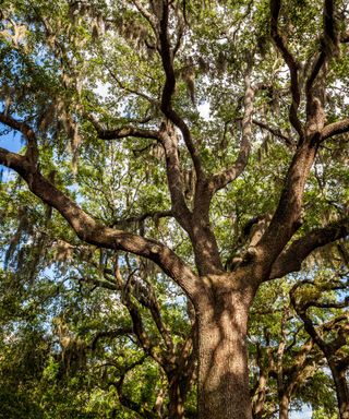live oak tree in Savannah Georgia