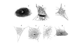 Web structures (A) funnel web (Agelenidae), (B) sheet web (Linyphiidae), (C) mesh web (Dictynidae), (D) reduced orb web (Uloboridae) (E) vertical orb web (Aranaeidae), (F) tangle web (Theridiidae), (G) horizontal orb web (Tetragnathidae).