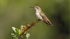 Hummingbird sitting on flower