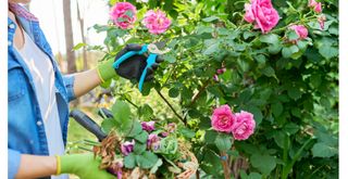 person using secateurs to deadhaed a rose bush to show to keep roses flowering for longer