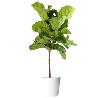 Costa Farms Fiddle Leaf Fig Tree, Ficus Lyrata, Live Indoor Plant Potted in Indoor Garden Plant Pot, Potting Soil, Floor Houseplant Gift for New Home, Birthday, Room Decor, 3-4 Feet Tall