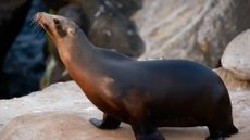Sea lion in California