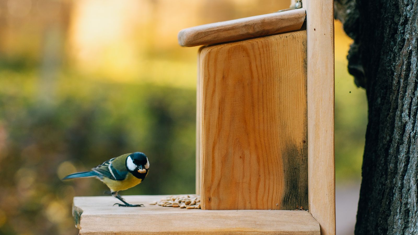 What Garden Birds Need in June – 5 Ways to Support Them Through Breeding Season and Beyond