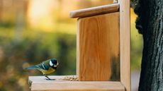 Bird eating seeds from a wooden bird house