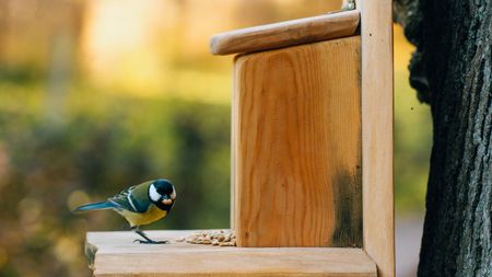 Bird eating seeds from a wooden bird house