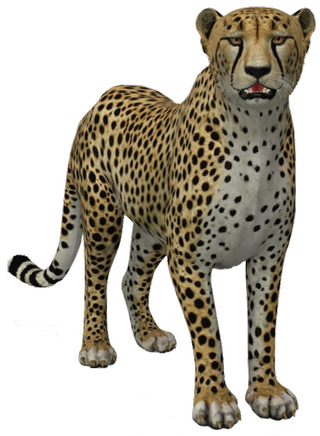 Cheetah Google Search 3D model