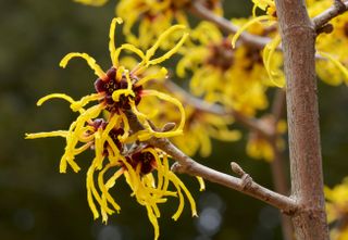 Hamamelis x intermedia 'Pallida'