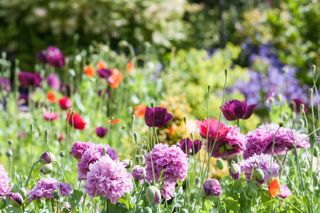 how much does a cottage garden cost? what to budget for: poppies