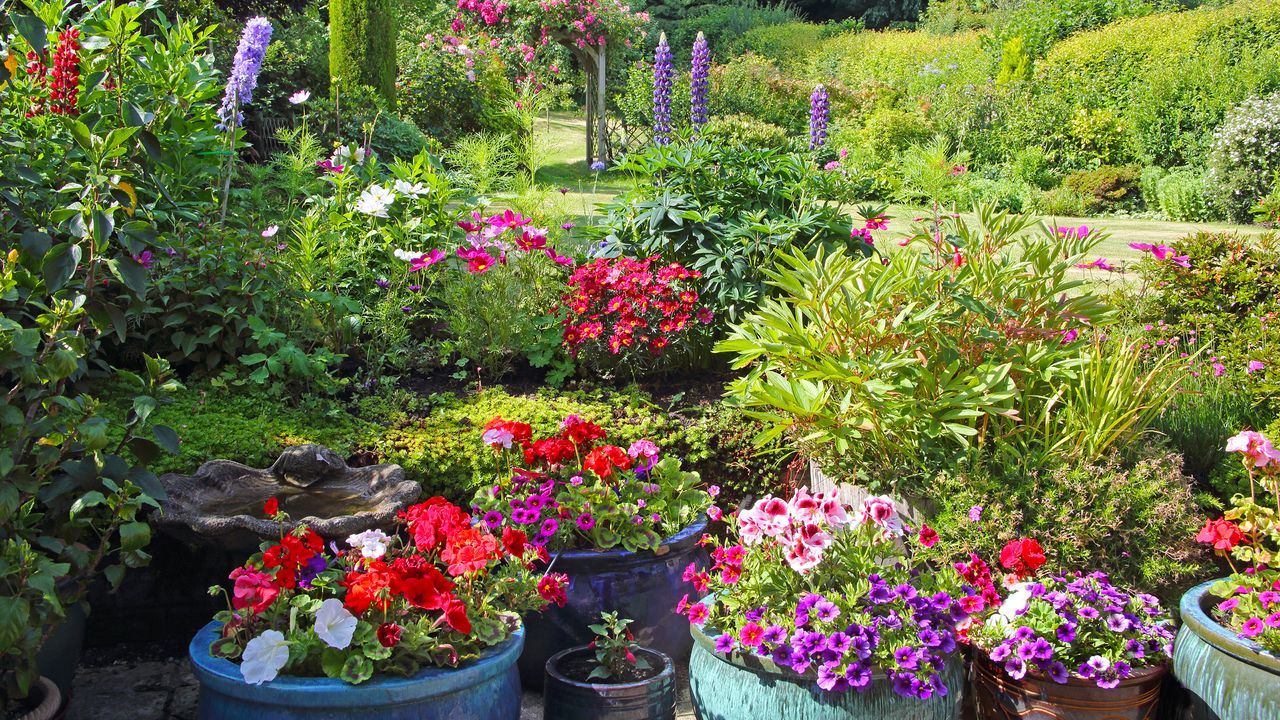 Garden filled with flowers with pots of geraniums in the foreground