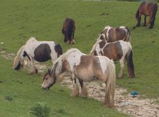fly-grazing-1.jpg