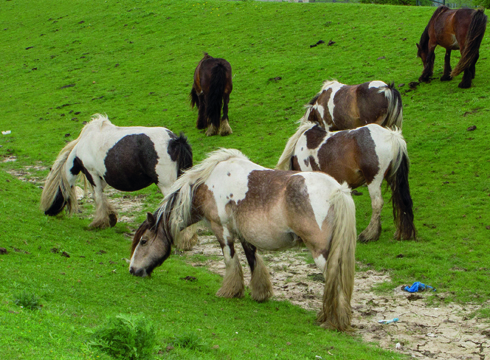 fly-grazing-1.jpg