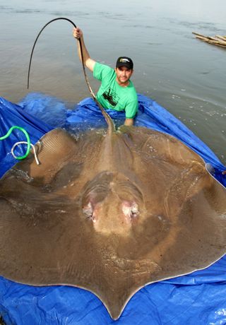 The giant freshwater stingray (<i>Himantura polylepis</i>) is one of the largest freshwater fish in the world