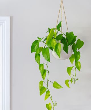 Devils ivy golden pothos indoor plant vine in a hanging pot near doorway