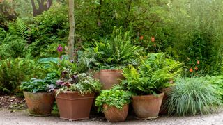 Terracotta pots planted with Ferns and grasses forming a garden feature