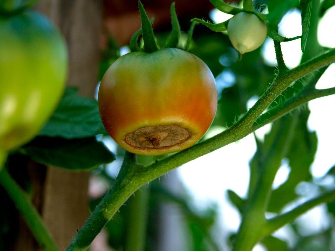 Rotting Bottom Of A Tomato