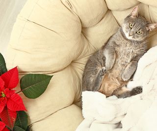 cat reclining on chair next to poinsettia plant