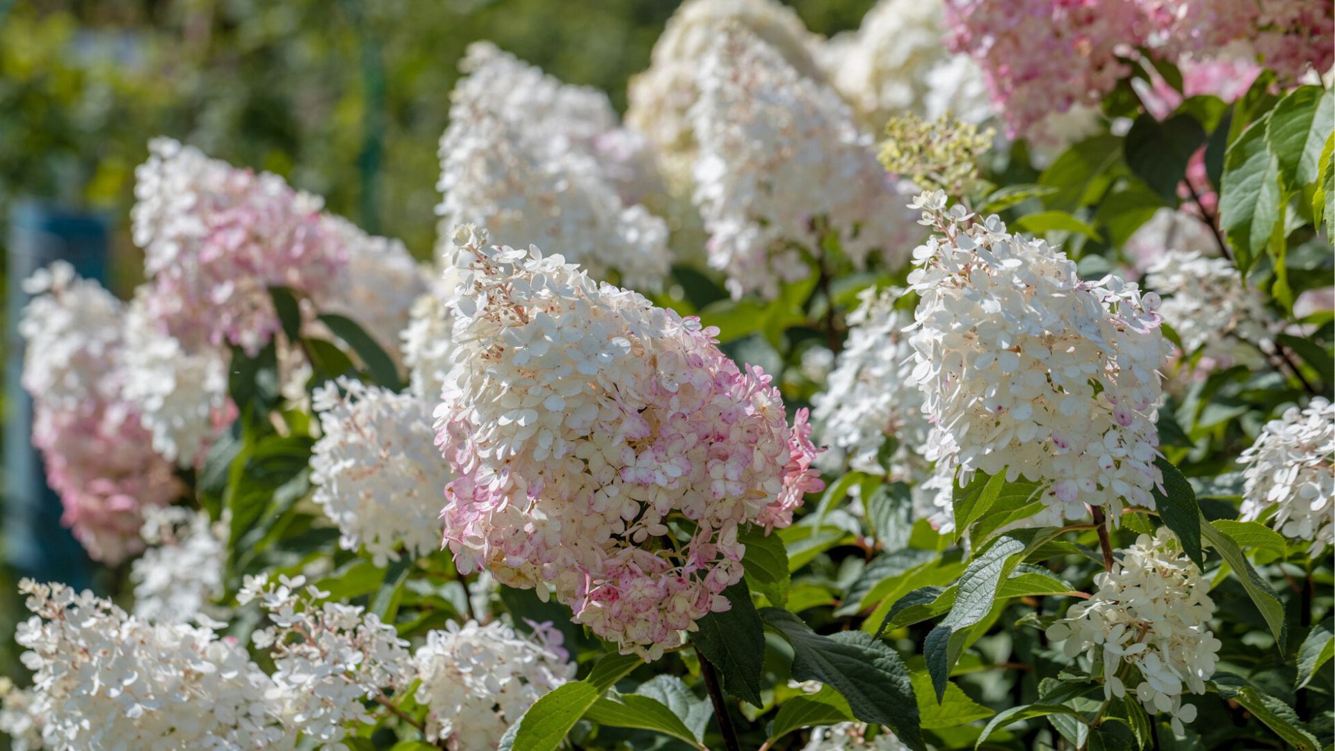 Hydrangea Plant Types: Different Hydrangea Plants For The Garden ...