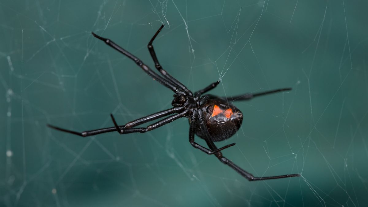 Diagnostic dilemma: Black widow spider's venom poisoned a woman through her eyeball