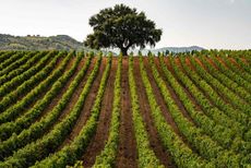 Sicily-Olive-trees.jpg
