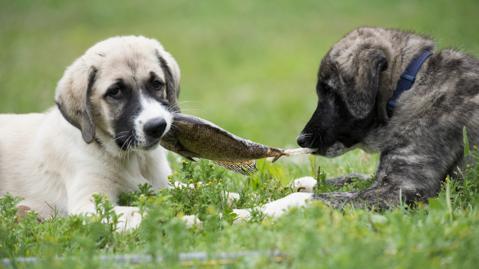 Two dogs lying on grass and sharing a fish in their mouths