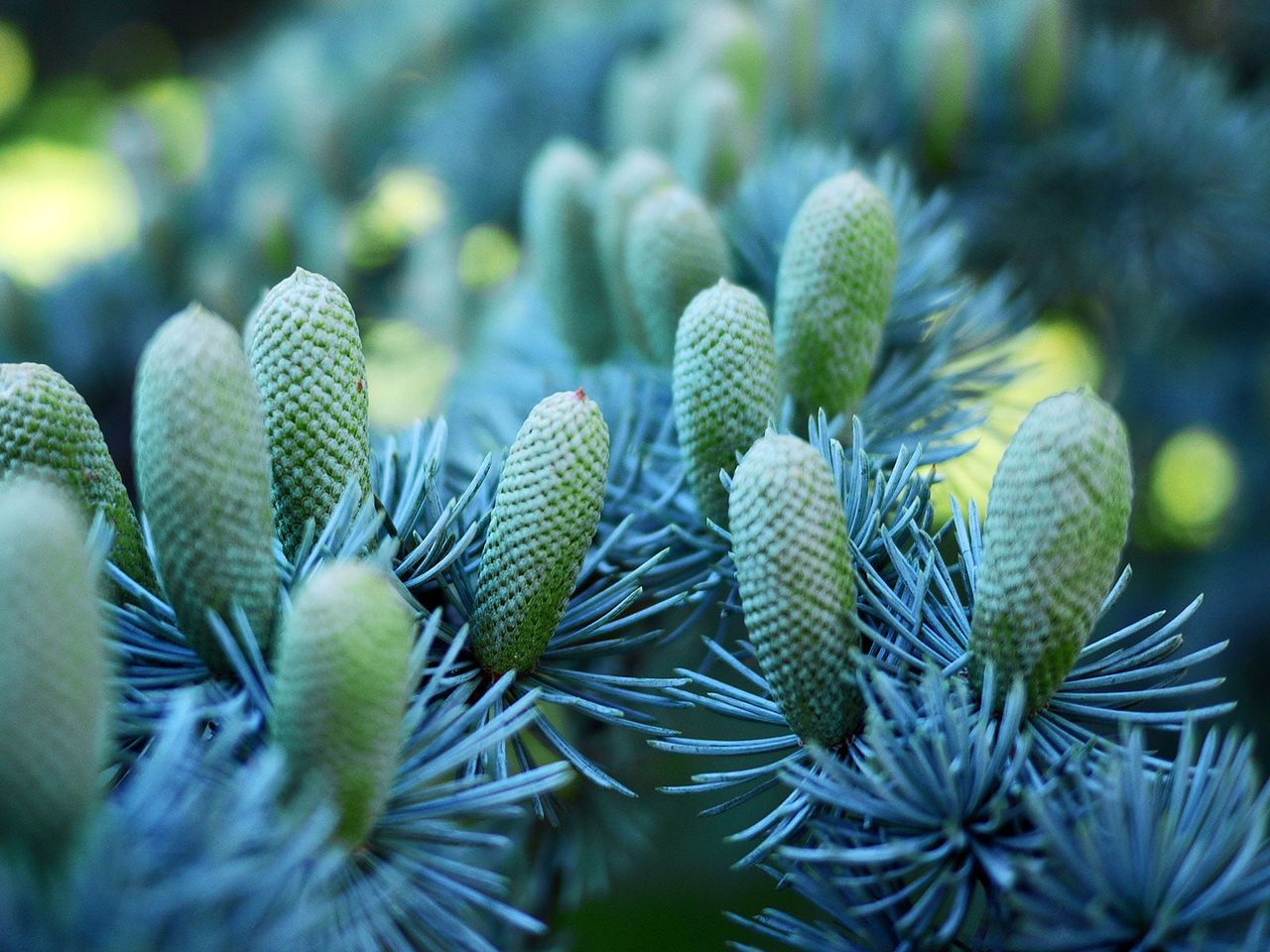 atlas cedar tree with seed cones