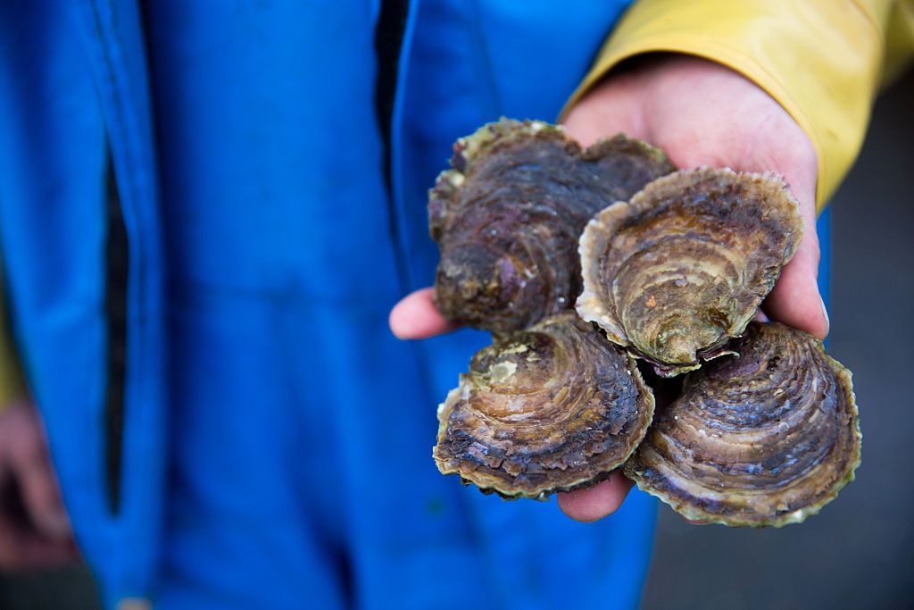 Oysters.