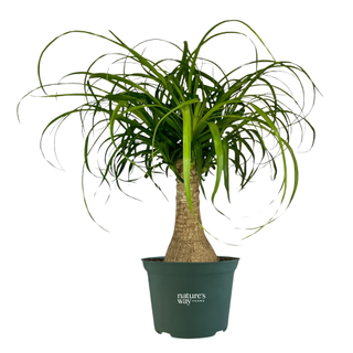 Nature's Way Farms Ponytail Palm from Walmart