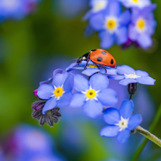 Close-up of a ladybird on a forget me not flower.