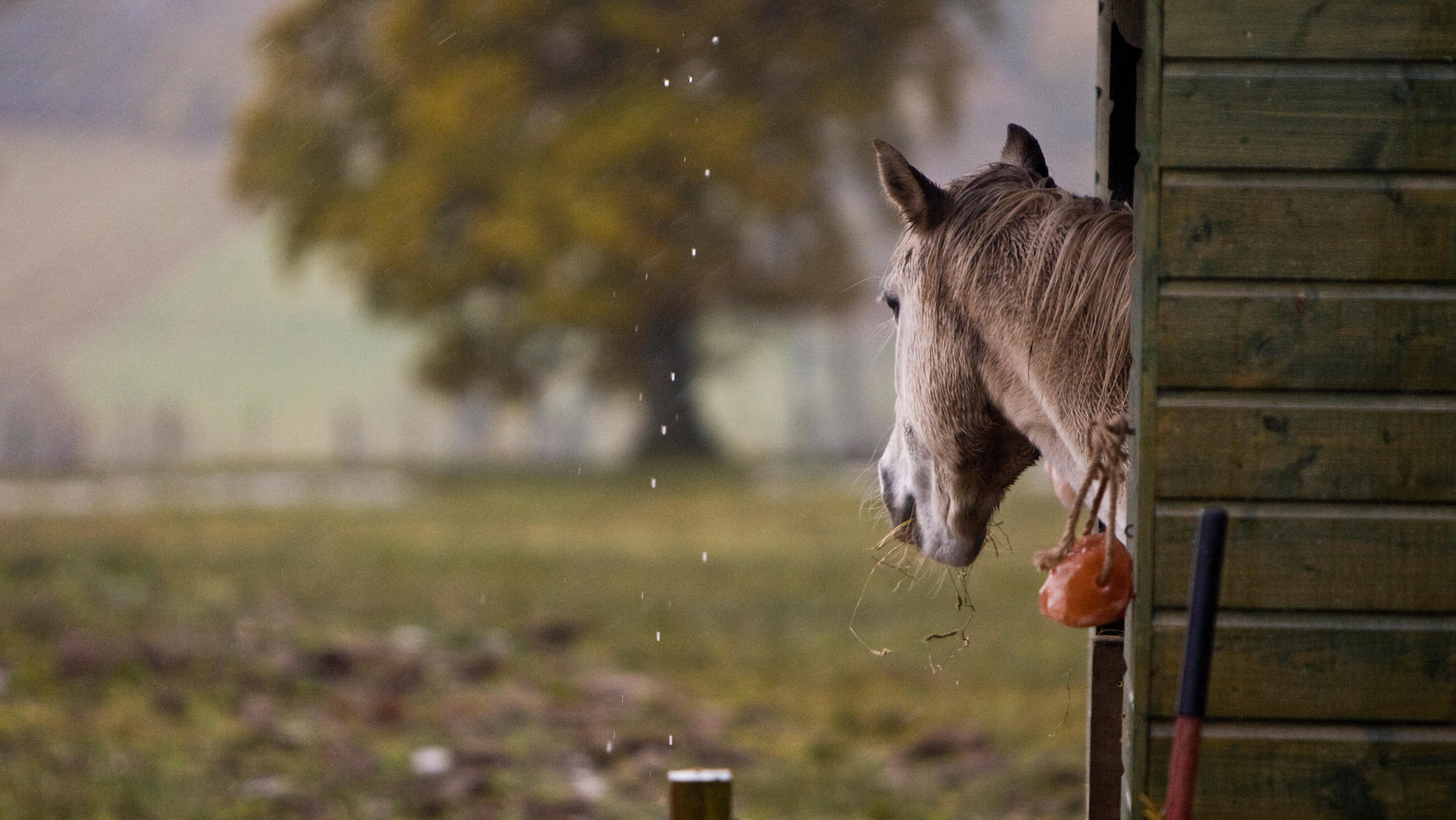 Grey horse looks out of his stable over a field on a grey and rainy day