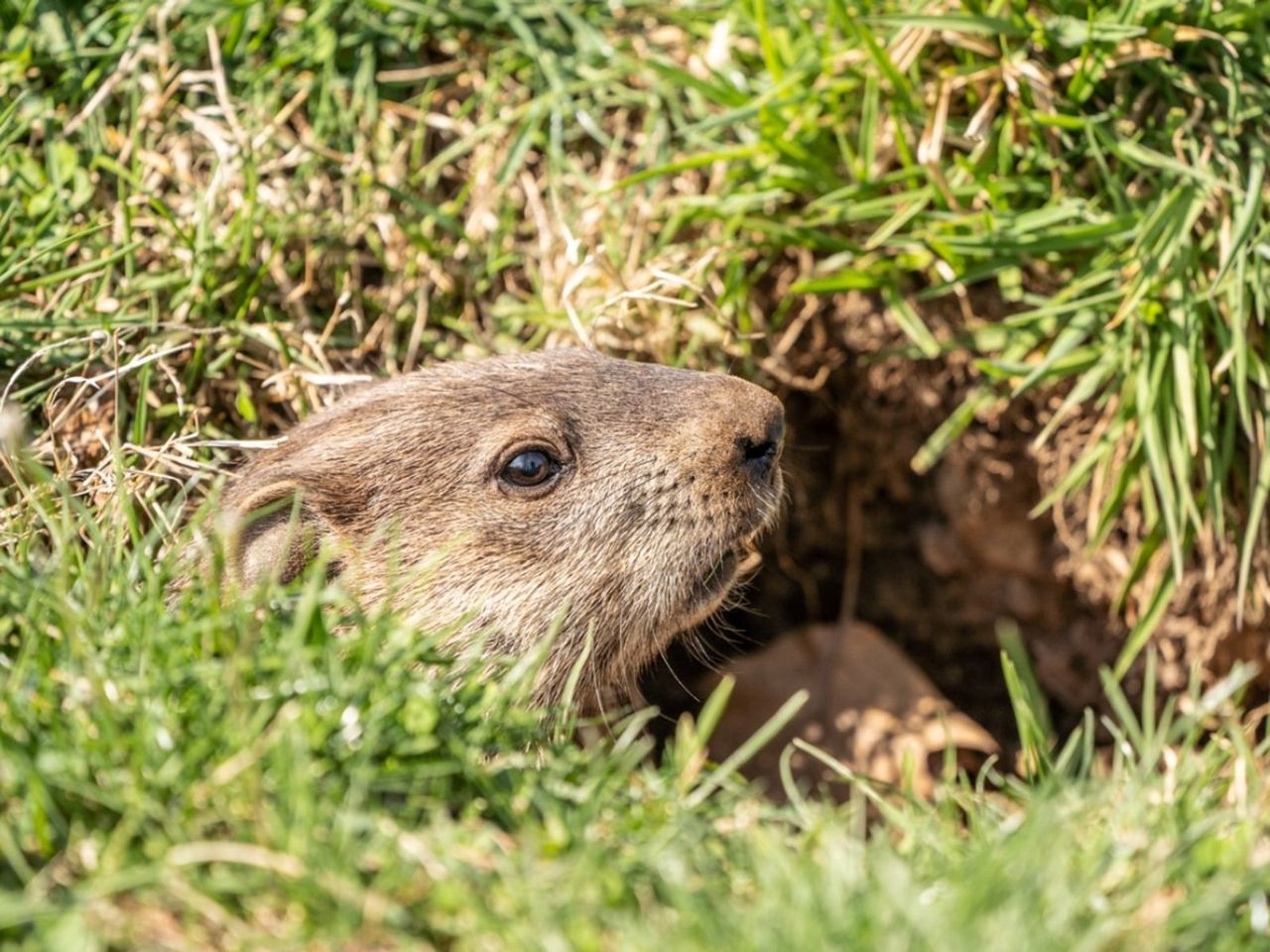 Gopher In It&amp;#39;s Burrow