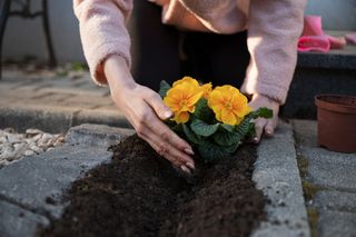 A woman planting some flowers as one of our budget garden ideas