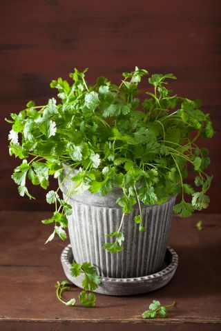 how to grow cilantro in a pot