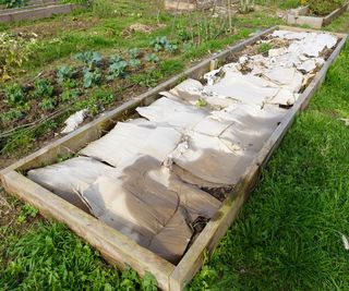 Using cardboard in a raised planter as part of the lasagna method