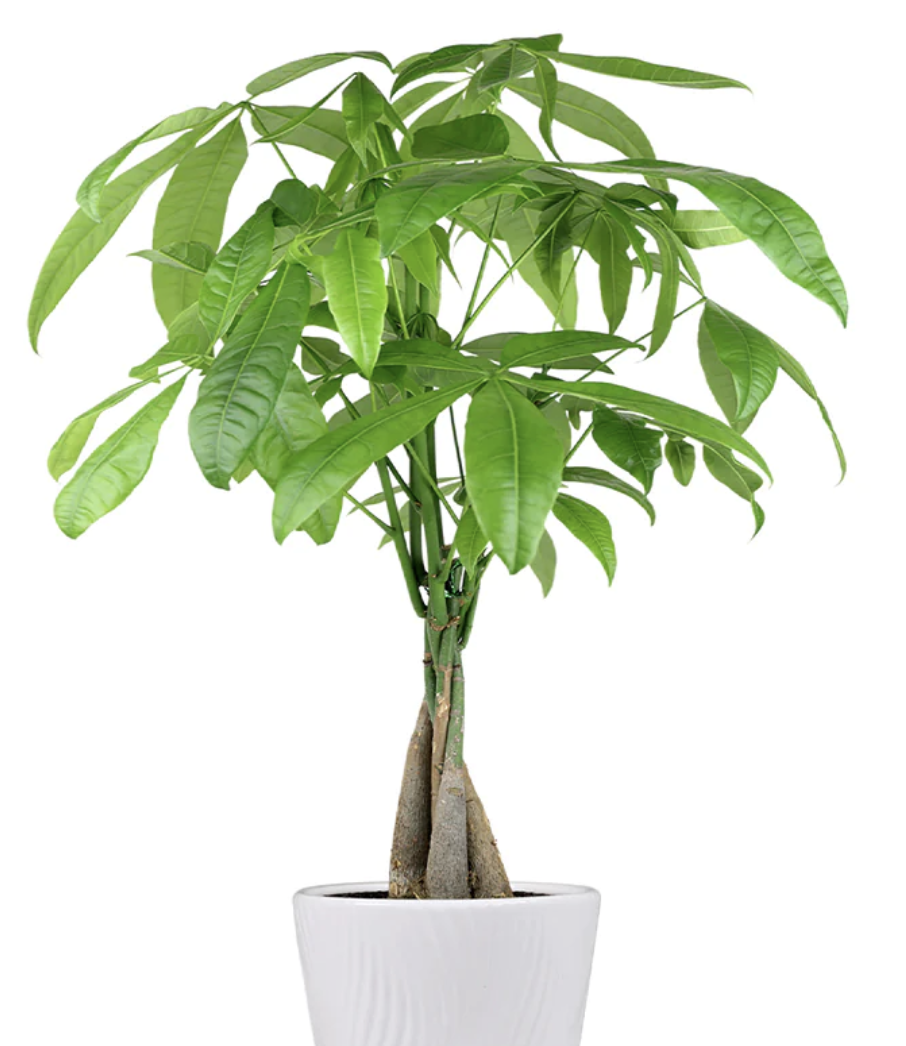 These low maintenance indoor trees mean anyone can have one | Livingetc