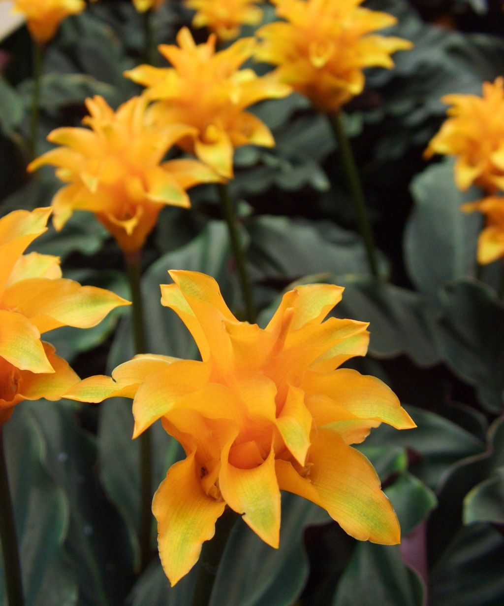 Best indoor flowering plants 10 pretty blooms to grow