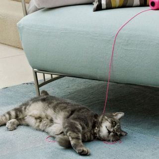 cat with carpet on floor and sofa