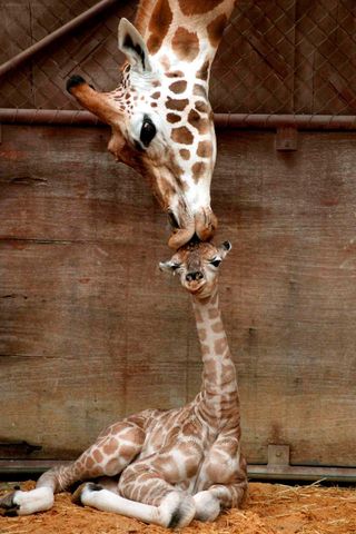 Cute Mother and Baby Animal Pics