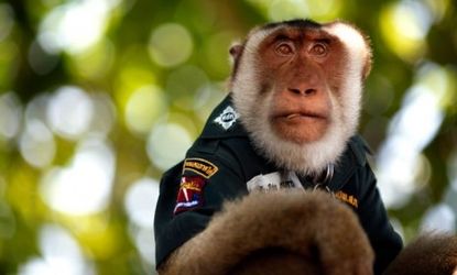 Santisuk the Thai police monkey