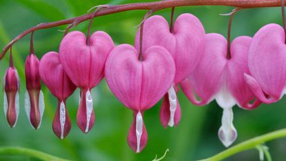 bleeding hearts (dicentra spectabilis) in full bloom