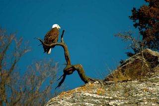 bald-eagle-07-100726-02