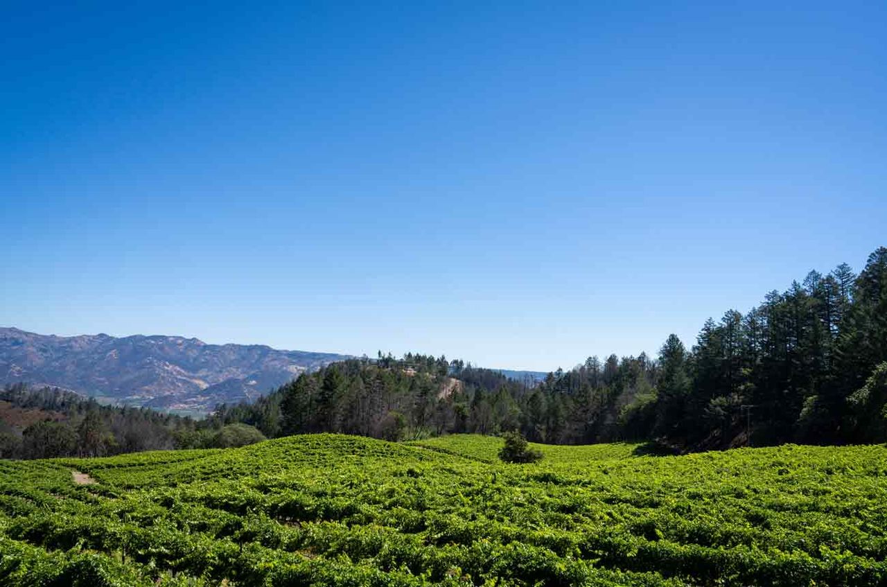 2021 Cabernet Spring Mountain and Mt Veeder