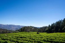 2021 Cabernet Spring Mountain and Mt Veeder