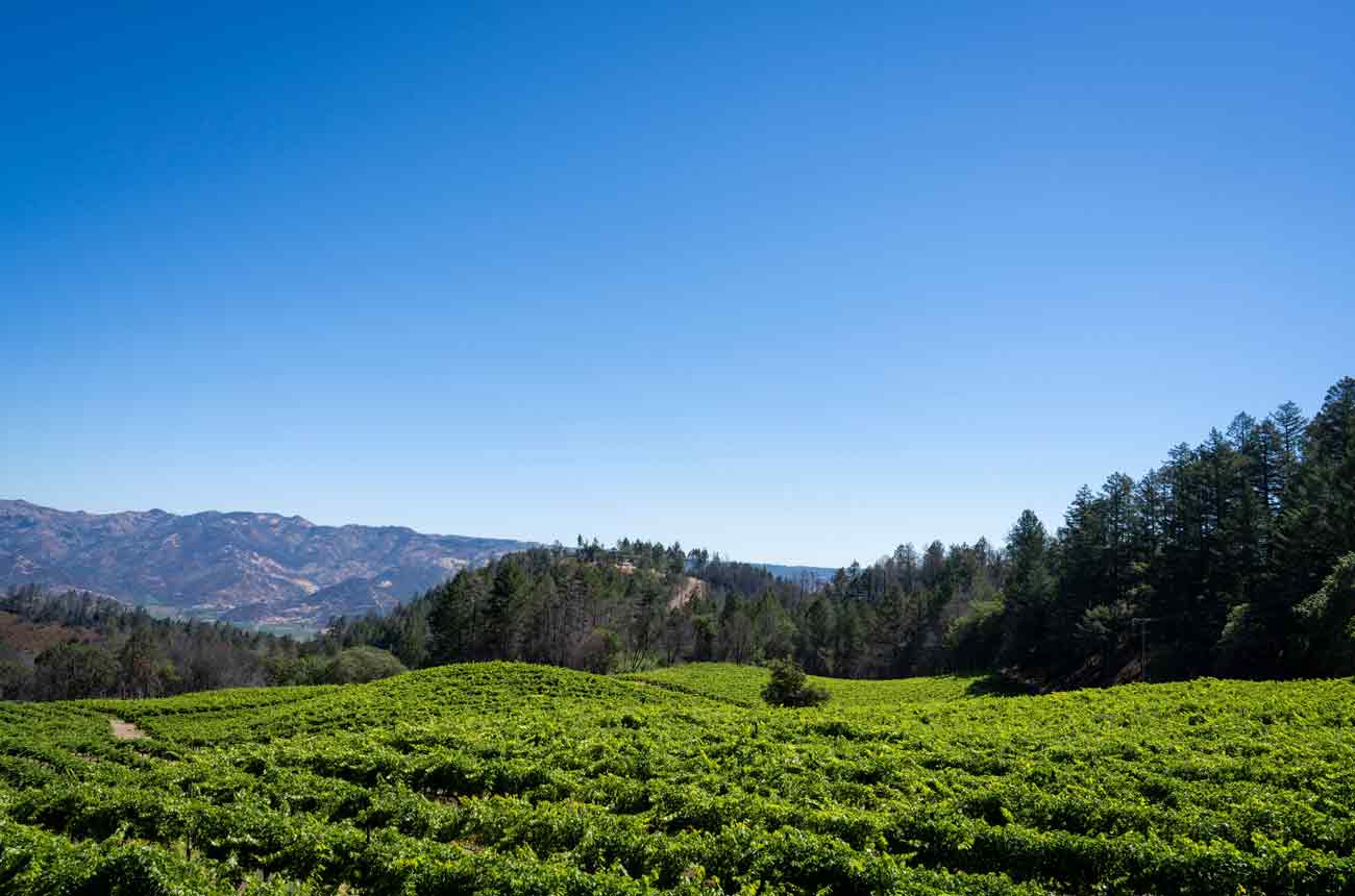 2021 Cabernet Spring Mountain and Mt Veeder