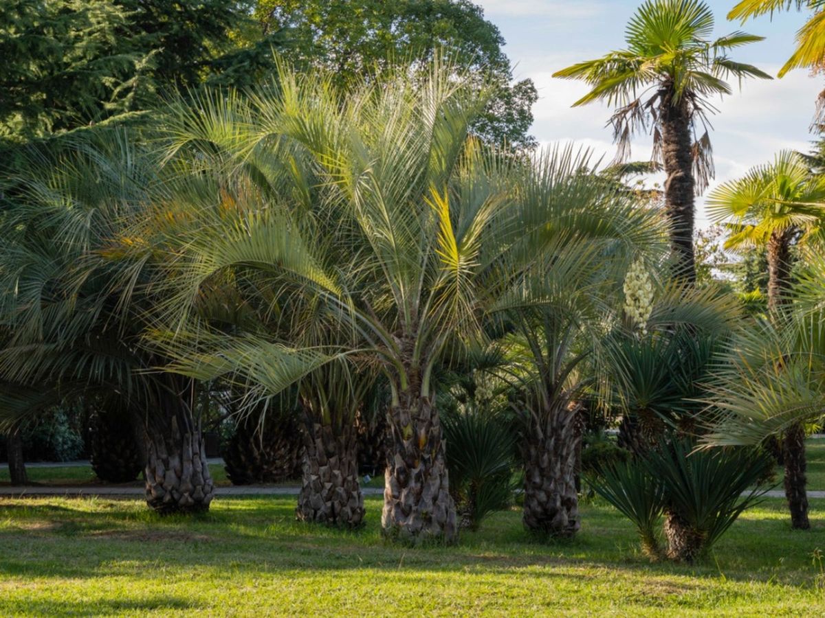 Feeding Pindo Palms: How Much Fertilizer Does A Pindo Palm Need ...