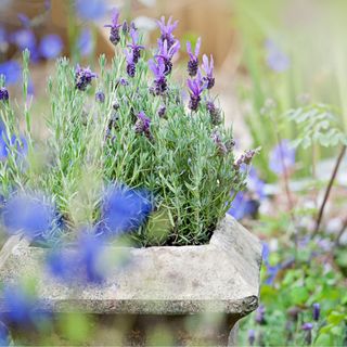 A closeup of lavender growing in a stone planter