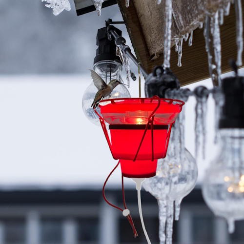 Amazon hummingbird feeder heater