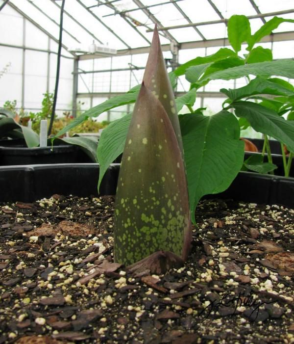 A Corpse Flower Blooms Live Science